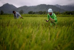 Filipino farmers demand end to rice hoarding, profiteering