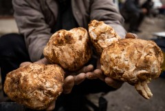 IS blamed for killing 41 truffle hunters, shepherds in Syria